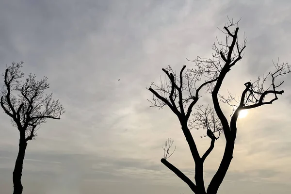 夕暮れ時の木のシルエット — ストック写真