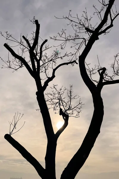 Silhouette Arbre Coucher Soleil — Photo