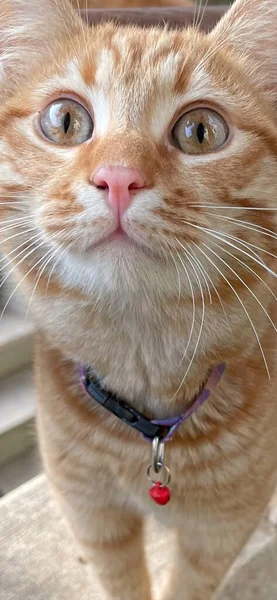 Close Portrait Yellow Cat — 스톡 사진