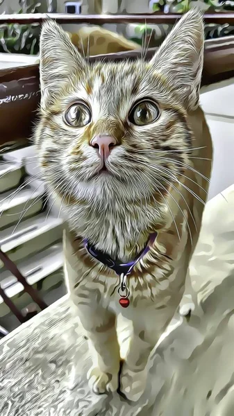 Närbild Katt Tittar Upp — Stockfoto
