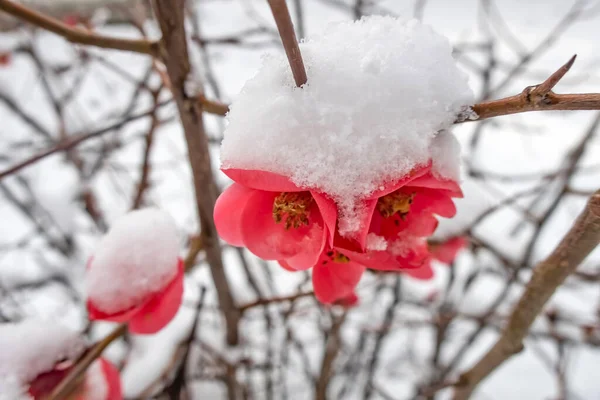 Fiori Primaverili Sotto Neve Nella Stagione Invernale — Foto Stock