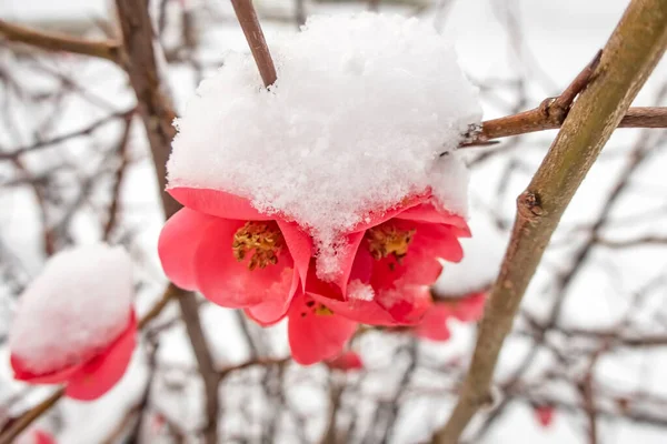 Fiori Primaverili Sotto Neve Nella Stagione Invernale — Foto Stock