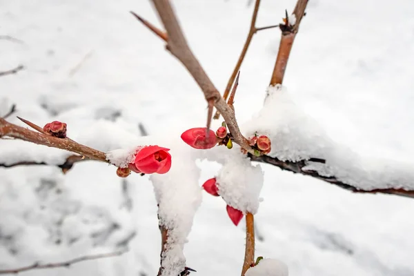 Fiori Primaverili Sotto Neve Nella Stagione Invernale — Foto Stock