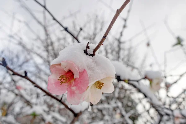 Flores Primavera Bajo Nieve Temporada Invierno —  Fotos de Stock