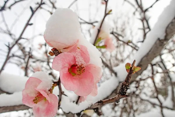 Fiori Primaverili Sotto Neve Nella Stagione Invernale — Foto Stock