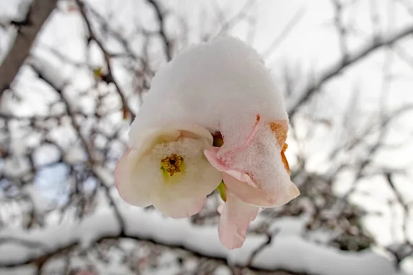 Frühlingsblumen Unter Dem Schnee Winter — Stockfoto