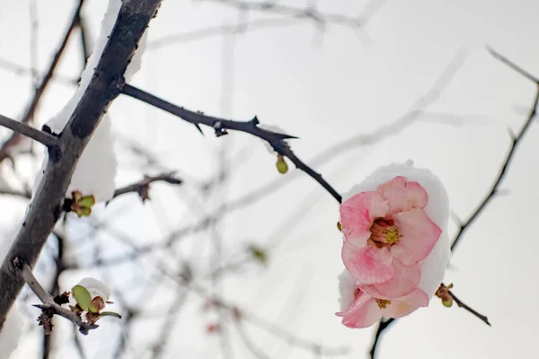 冬の雪の下の春の花 — ストック写真