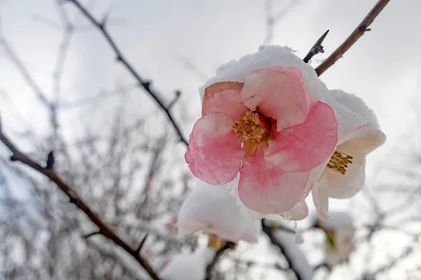 Flores Primavera Bajo Nieve Temporada Invierno — Foto de Stock