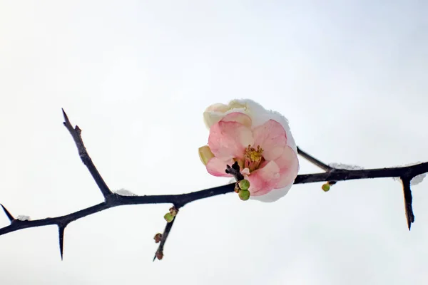 ดอกไม ใบไม มะในฤด หนาว — ภาพถ่ายสต็อก