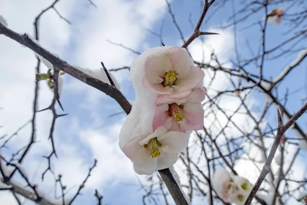 Fiori Primaverili Sotto Neve Nella Stagione Invernale — Foto Stock