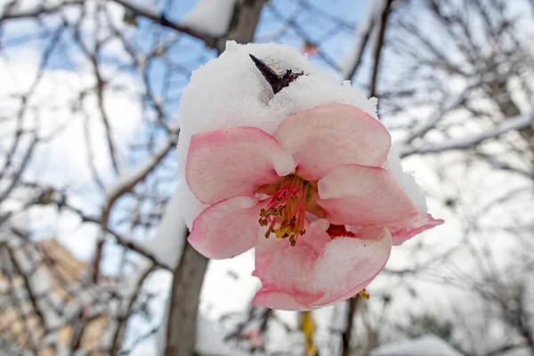 Frühlingsblumen Unter Dem Schnee Winter — Stockfoto