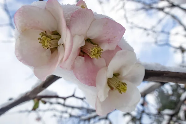 冬の雪の下の春の花 — ストック写真