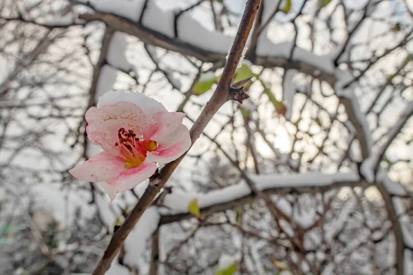 冬の雪の下の春の花 — ストック写真