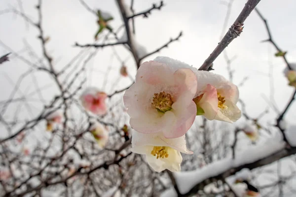 Fiori Primaverili Sotto Neve Nella Stagione Invernale — Foto Stock