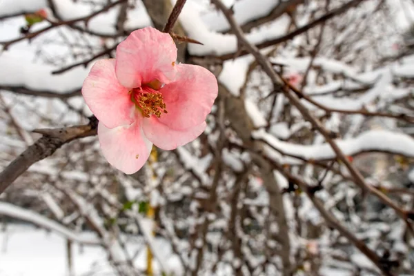 Flores Primavera Sob Neve Temporada Inverno — Fotografia de Stock