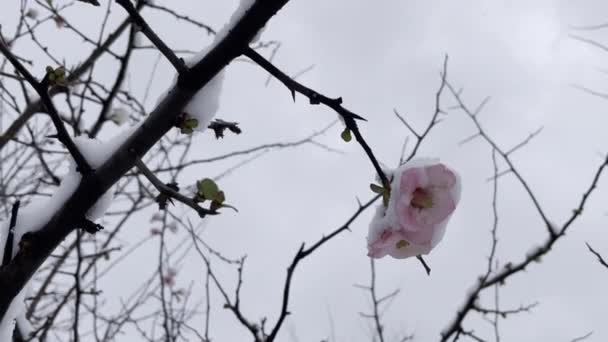 Wiosenne Kwiaty Pod Śniegiem Sezonie Zimowym — Wideo stockowe