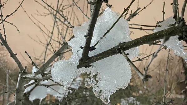 Neve Ghiacciata Sui Rami Degli Alberi Natura — Foto Stock