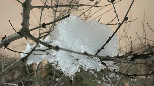 自然界の木の枝に氷の雪 — ストック写真
