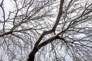 Kış ağacı ve kar doğanın dallarında.