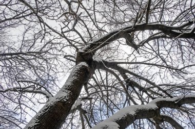 Kış ağacı ve kar doğanın dallarında.
