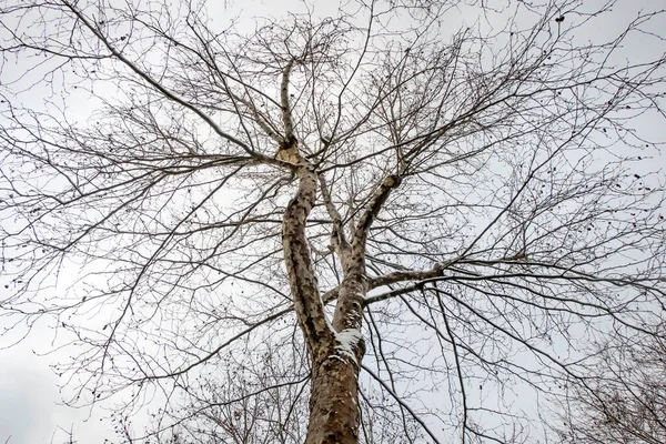 Albero Invernale Neve Sui Rami Natura — Foto Stock