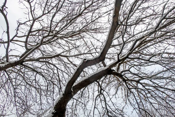 나무와 자연의 나뭇가지에 — 스톡 사진