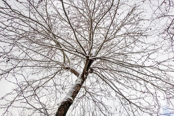 Árbol Invierno Nieve Las Ramas Naturaleza —  Fotos de Stock