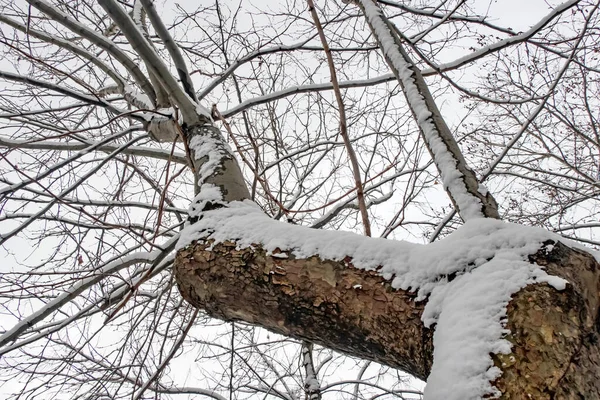 Vinterträd Och Snö Grenar Naturen — Stockfoto