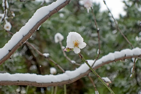 Rami Coperti Neve Albero Fiore Primavera — Foto Stock