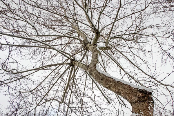 나무와 자연의 나뭇가지에 — 스톡 사진