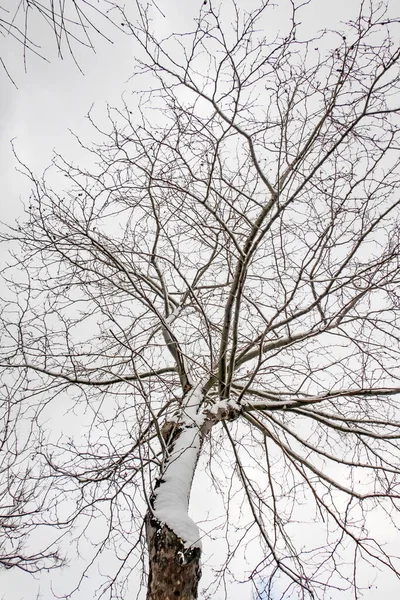 Kış Ağacı Kar Doğanın Dallarında — Stok fotoğraf