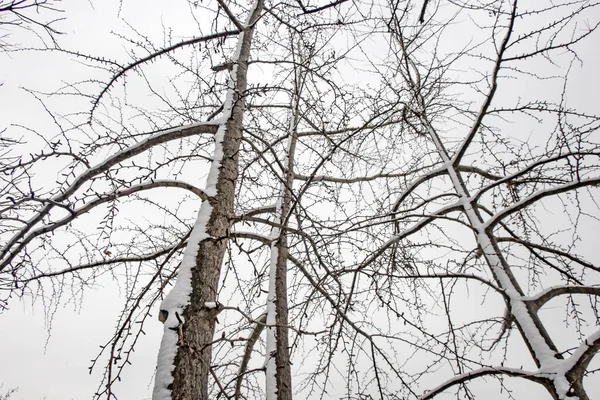 Winterbaum Und Schnee Auf Ästen Der Natur — Stockfoto