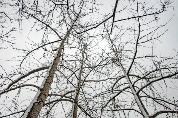 冬天的树和大自然树枝上的雪 — 图库照片