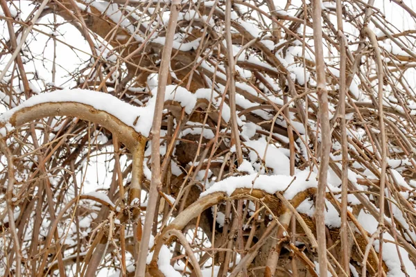 Stagione Invernale Rami Innevati Nella Natura — Foto Stock
