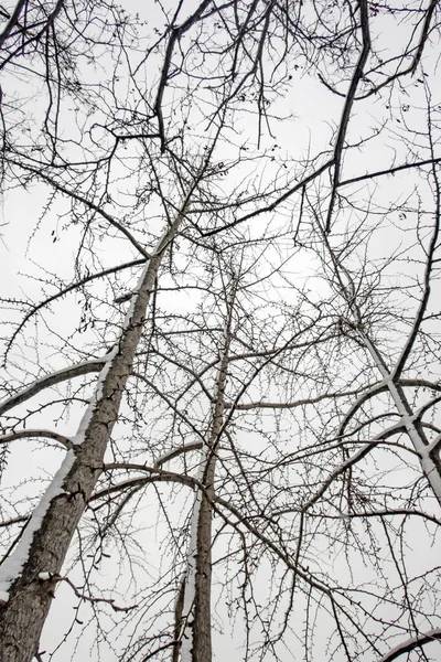 Vinterträd Och Snö Grenar Naturen — Stockfoto