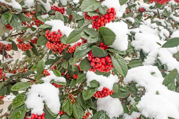 红荆棘植物和树叶上的雪 — 图库照片