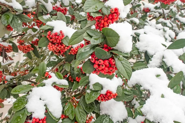 Pianta Spina Fuoco Scarlatta Neve Foglie — Foto Stock