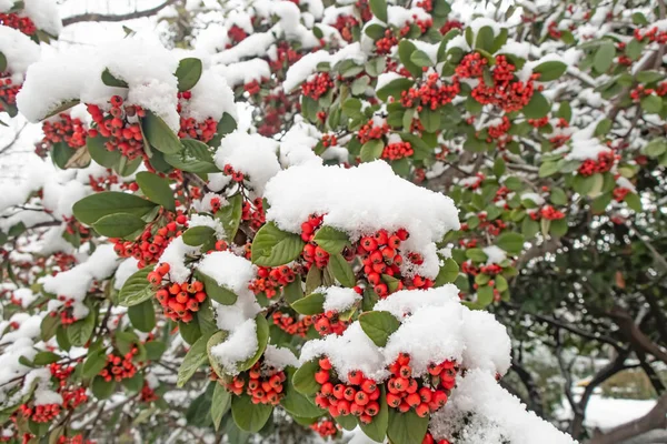 Pianta Spina Fuoco Scarlatta Neve Foglie — Foto Stock