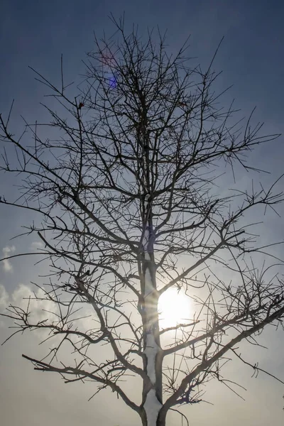 Χειμωνιάτικο Δέντρο Και Χιόνι Κλαδιά Της Φύσης — Φωτογραφία Αρχείου