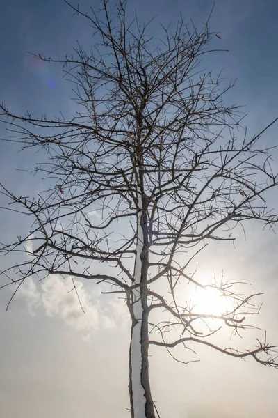 Árvore Inverno Neve Ramos Natureza — Fotografia de Stock