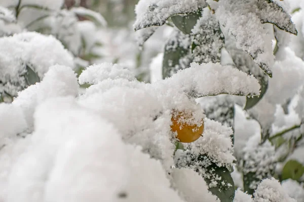 Albero Kumquat Coperto Neve Con Foglie Frutti — Foto Stock