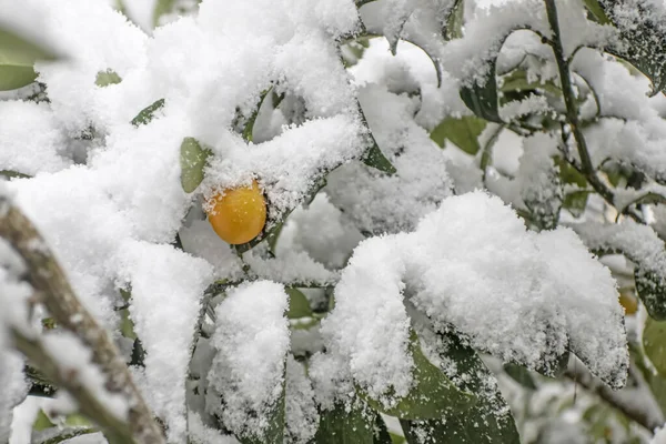 Albero Kumquat Coperto Neve Con Foglie Frutti — Foto Stock