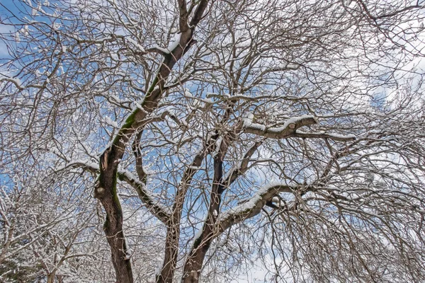 Zimní Strom Sníh Větvích Přírodě — Stock fotografie