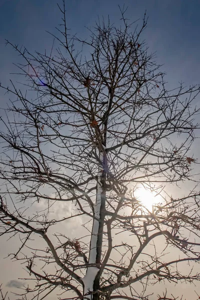 Winterbaum Und Schnee Auf Ästen Der Natur — Stockfoto