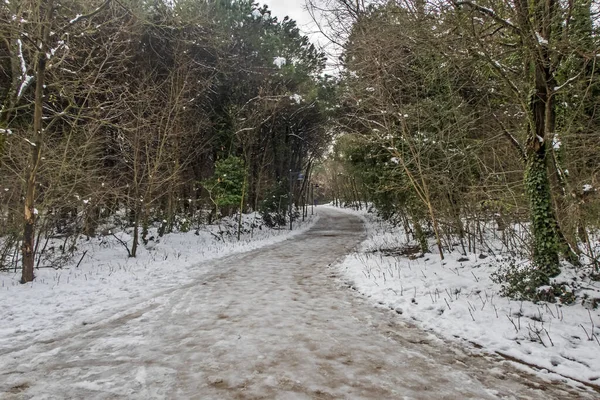 Istanbul Turkey January 2022 Forests Istanbul Snow View Natural Beauties — Stock Photo, Image