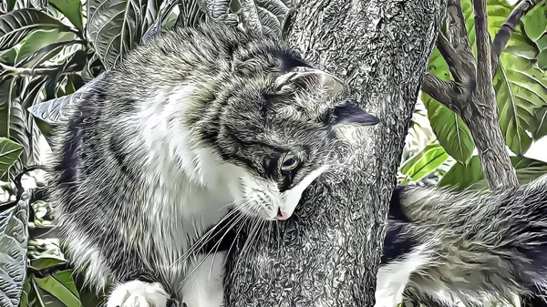 Portret Van Kat Tak Van Boom — Stockfoto