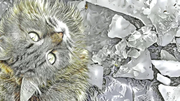 Кошка Льду Природе — стоковое фото