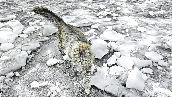 Katze Auf Eis Der Natur — Stockfoto