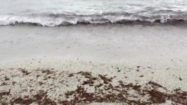 Deniz kirliliği, dalgalar ve karaya oturmuş yosunlar.