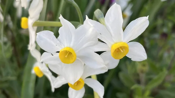 Przybycie Wiosennych Wiosennych Kwiatów Naturze — Zdjęcie stockowe